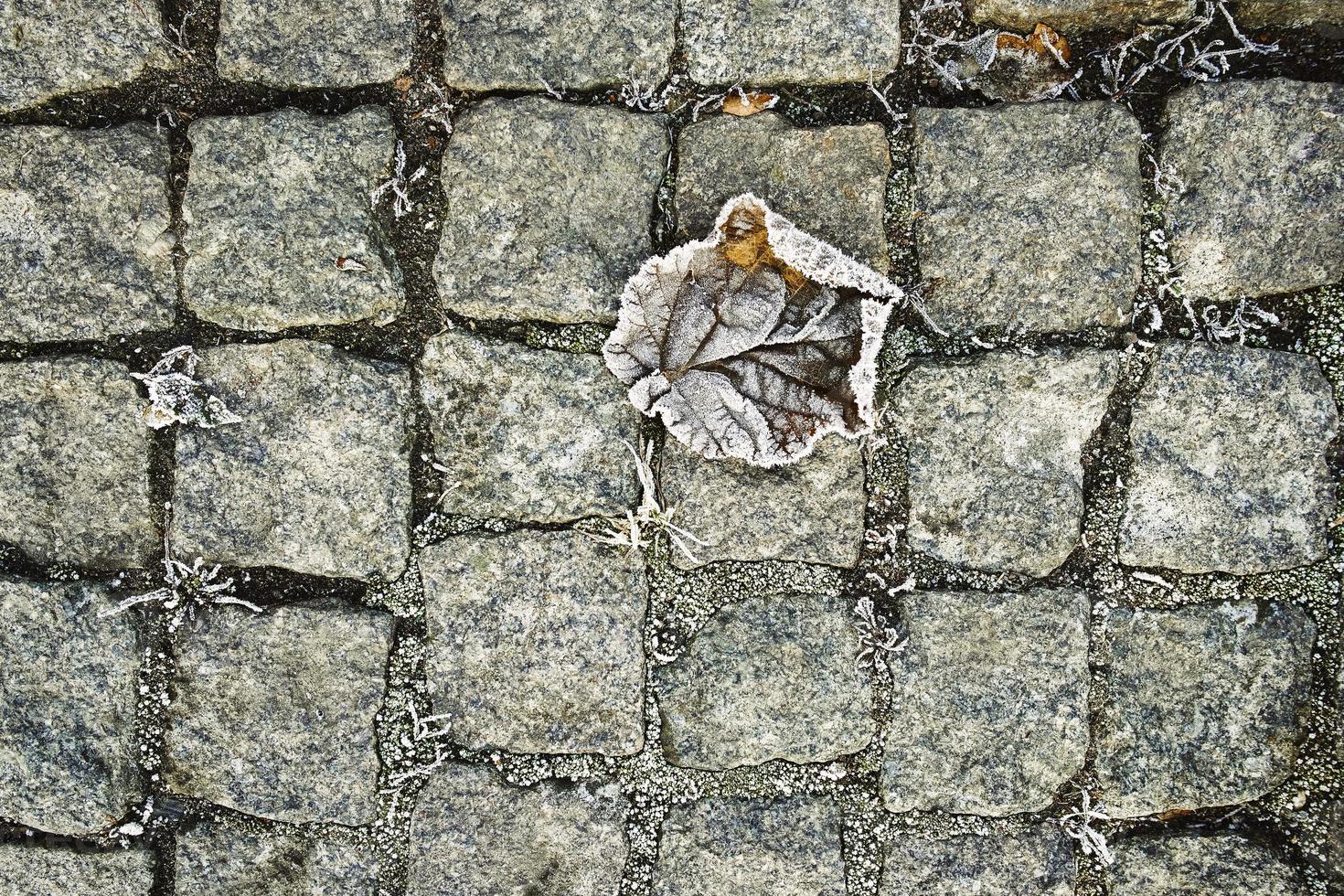 brina su il cespugli, su il autunno caduto le foglie e erba foto