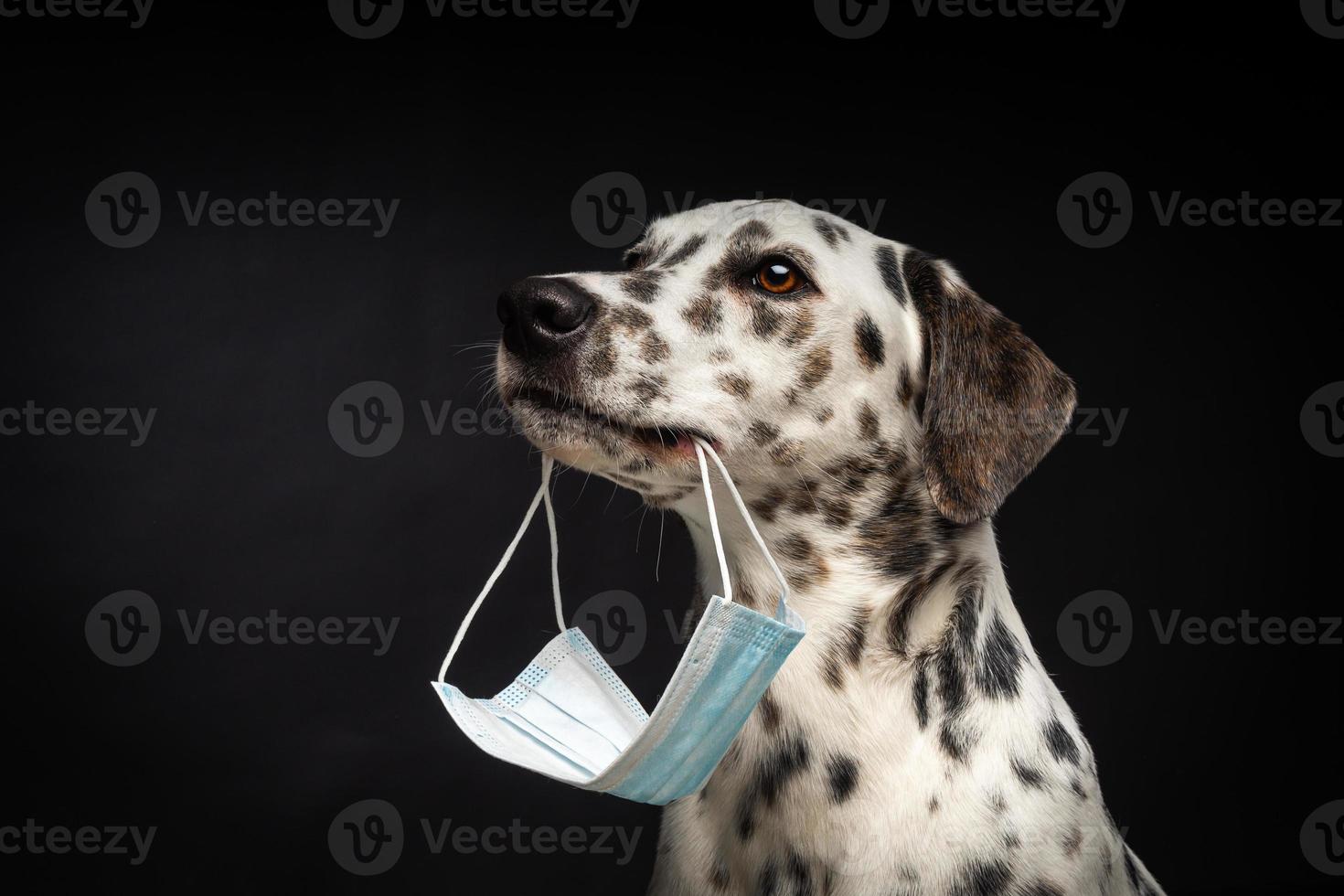 ritratto di un' dalmata razza cane nel un' protettivo medico maschera, su un' nero sfondo. foto