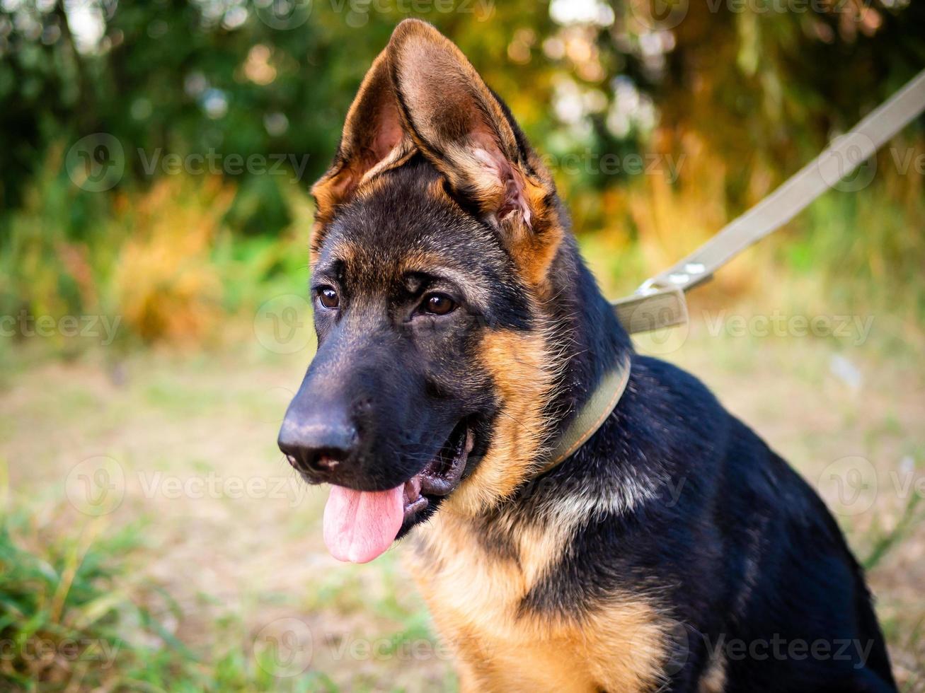 ritratto di un cucciolo di pastore tedesco. foto