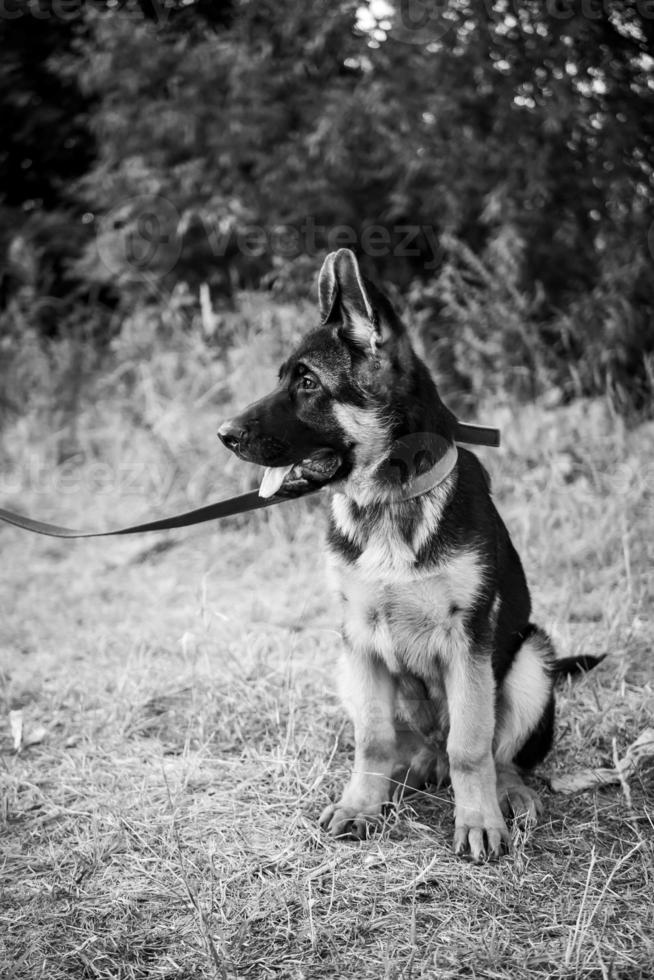 ritratto di un cucciolo di pastore tedesco. foto