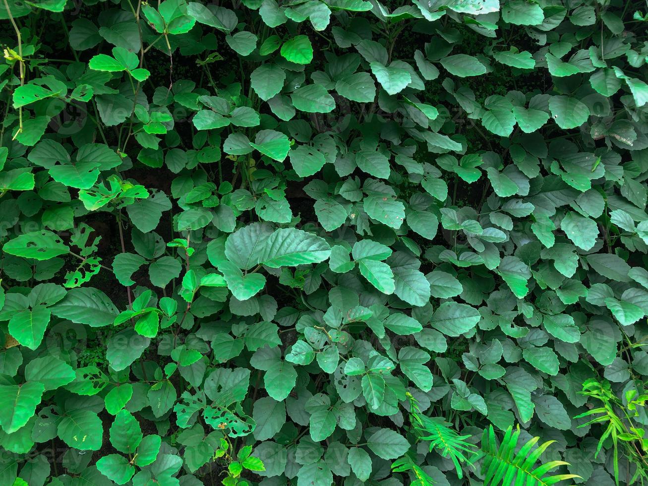 verde edera le foglie parete sfondo. natura struttura impianti. naturale decorazione pianta foto