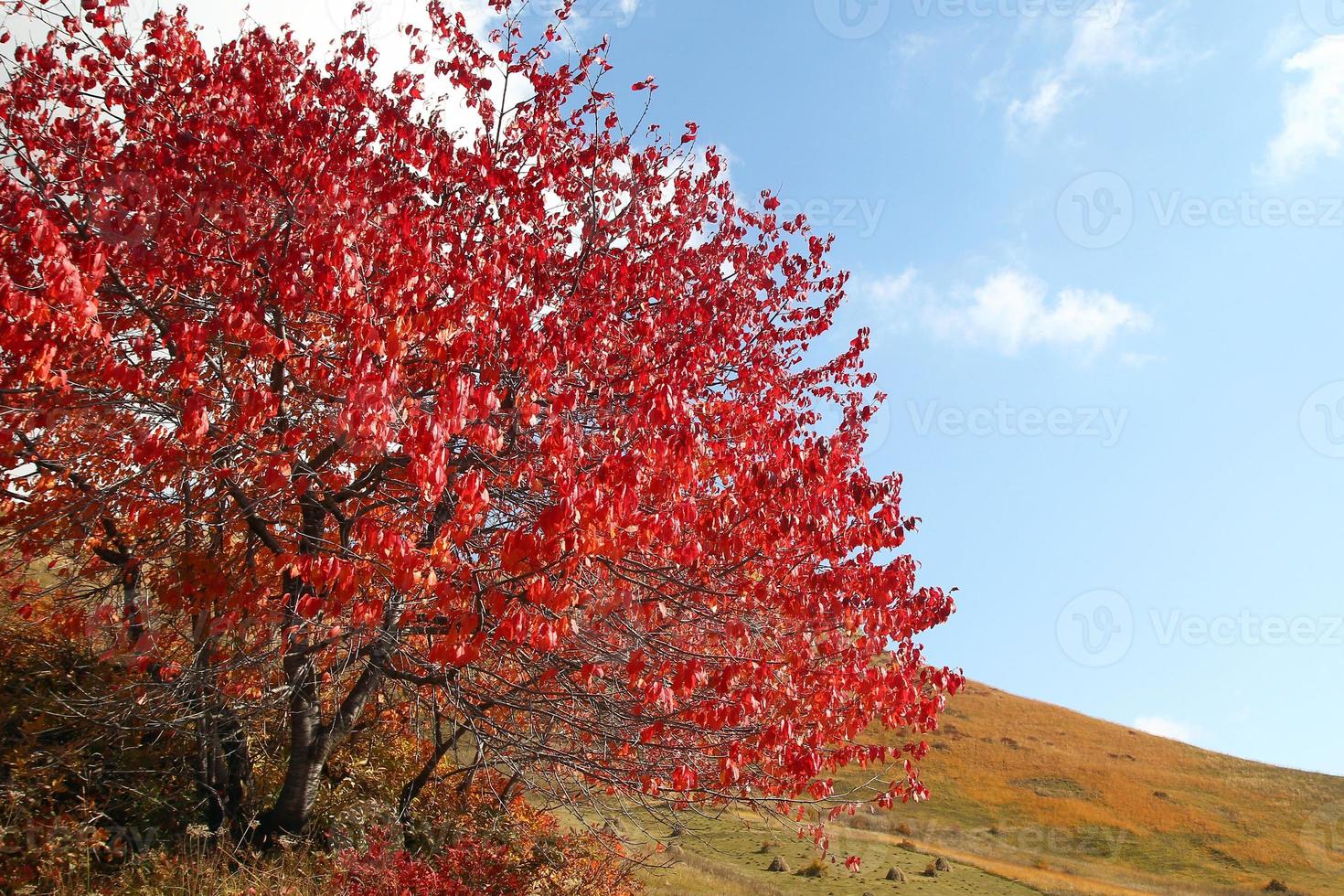 grande albero con rosso le foglie su un' sfondo di campagna nel montagne con i campi nel autunno fogliame nel autunno. Caucaso montagne, Georgia. foto