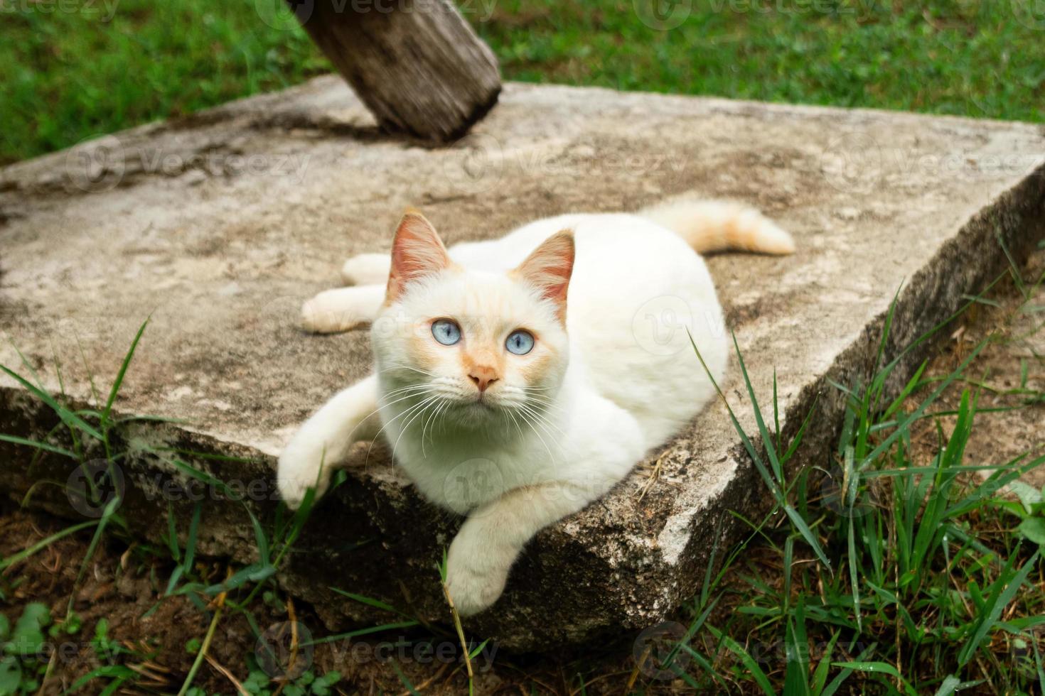 carino rosso punto gatto con blu occhi è dire bugie su il strada. foto