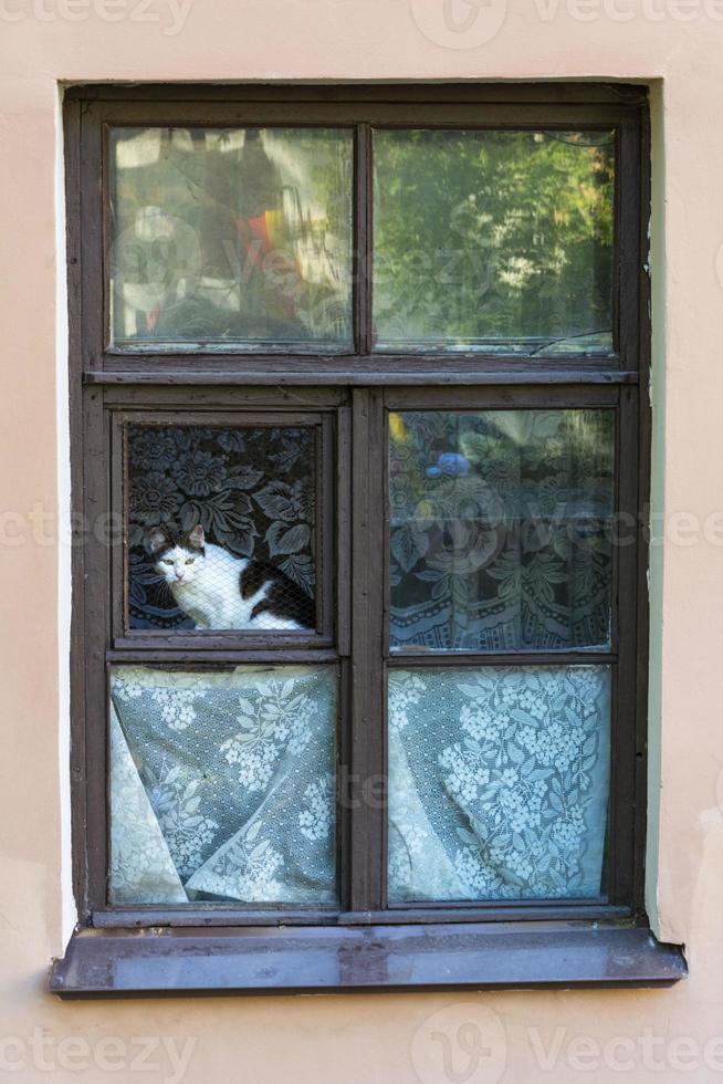 nero e bianca gatto seduta a il Aperto finestra di un vecchio Casa e guardare a il strada, estate foto