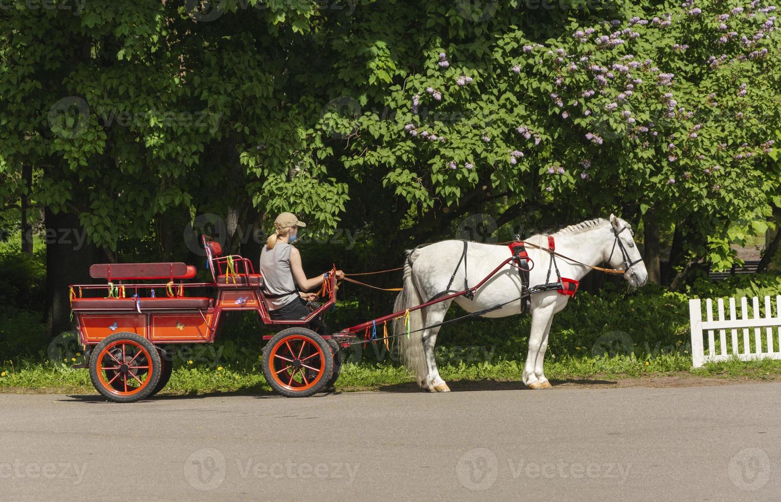 bellissimo bianca cavallo imbrigliato per un' carrello, bianca cavallo imbrigliato per un' carrello per equitazione a piedi nel il parco, equitazione turisti. trainato da cavalli trasporto. foto