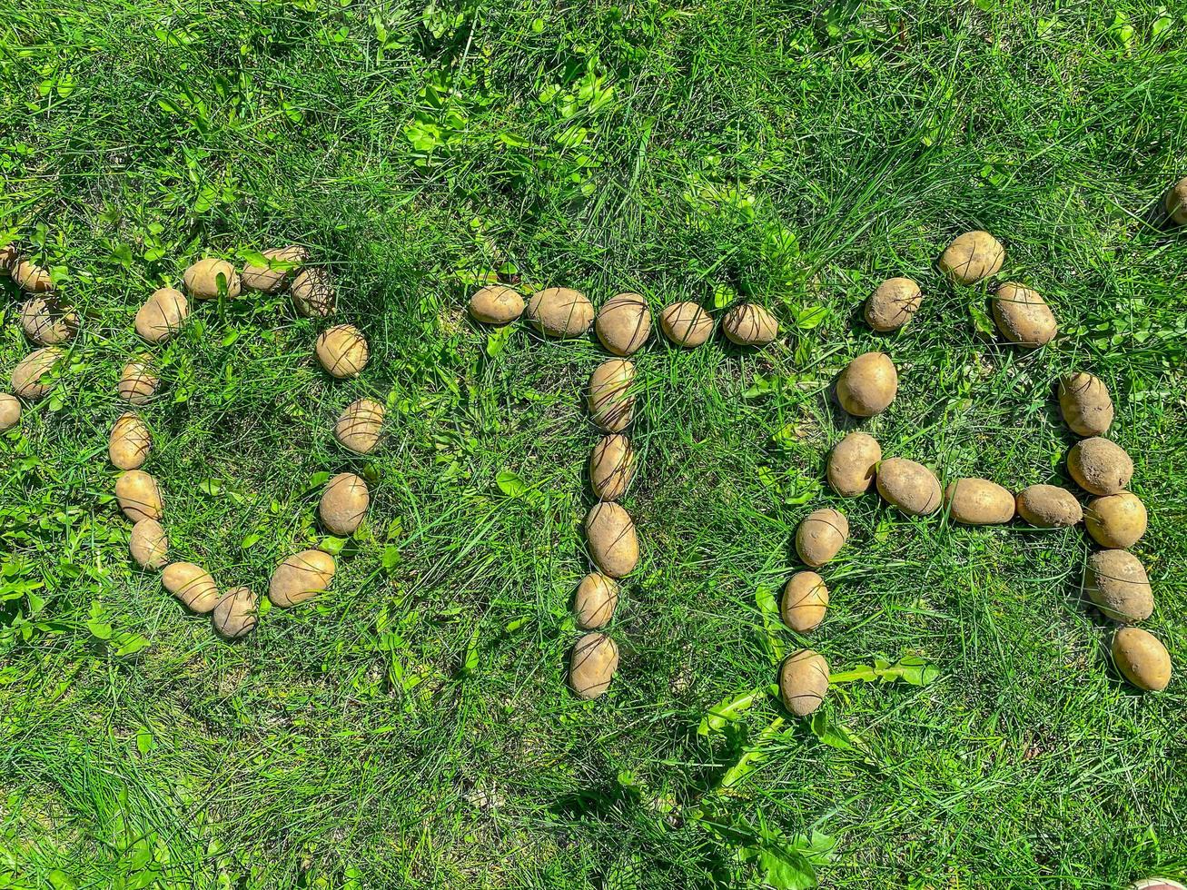 pelato patate menzogna su il erba. lettera oh, t e un' a partire dal cartone animato, commestibile lettere su il prato. sillaba di tre lettere. agricoltori prodotti. naturale cibo, vegano prodotti foto