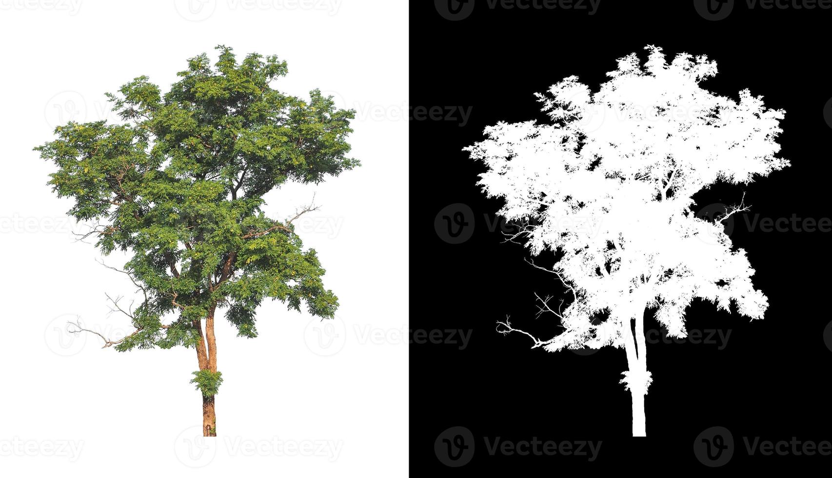 singolo albero con ritaglio sentiero e alfa canale su nero sfondo foto