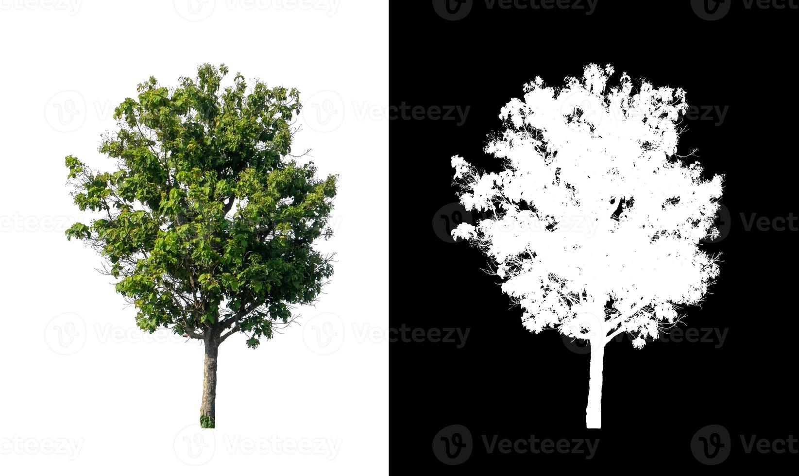 singolo albero con ritaglio sentiero e alfa canale su nero sfondo foto