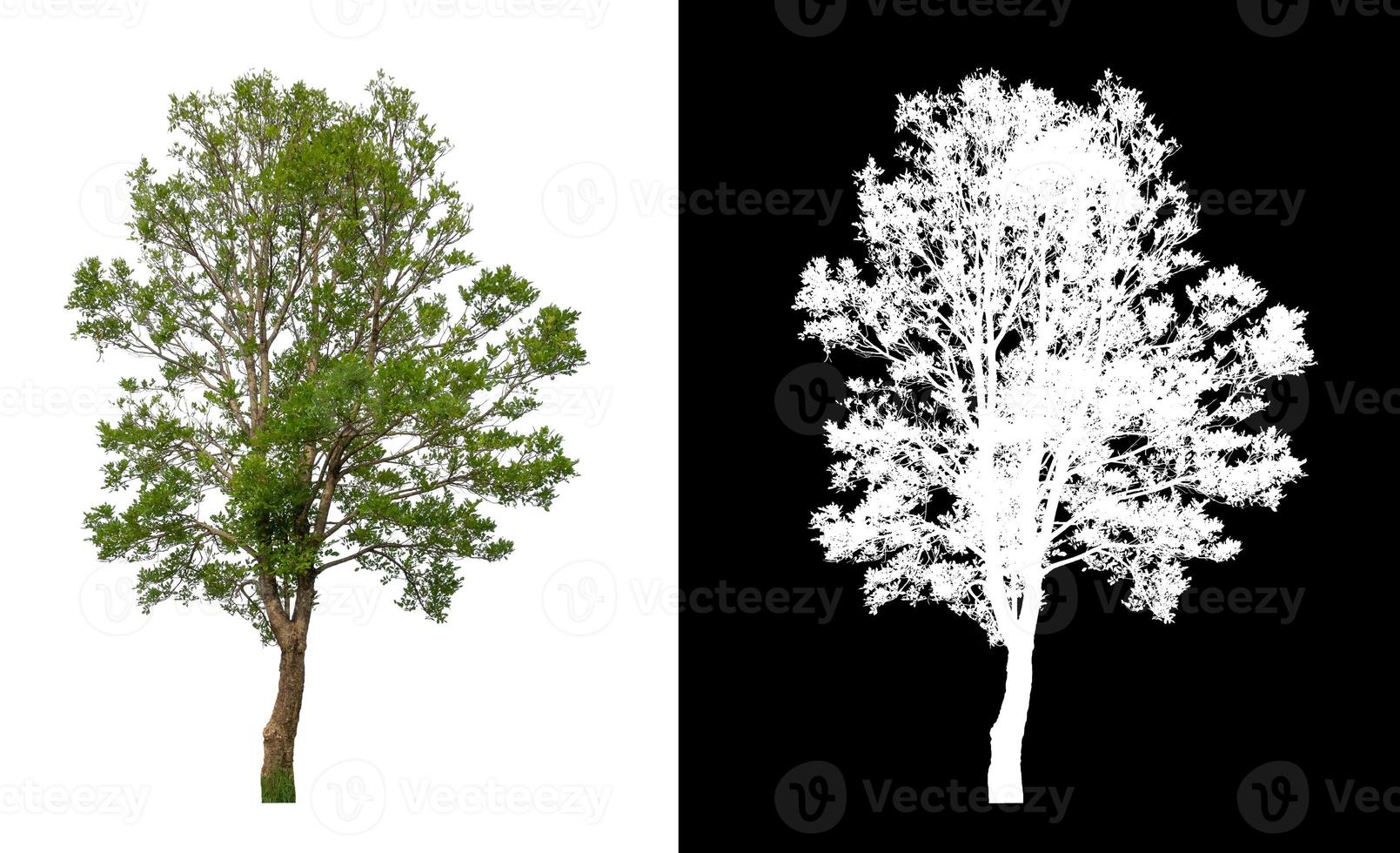 singolo albero con ritaglio sentiero e alfa canale su nero sfondo foto