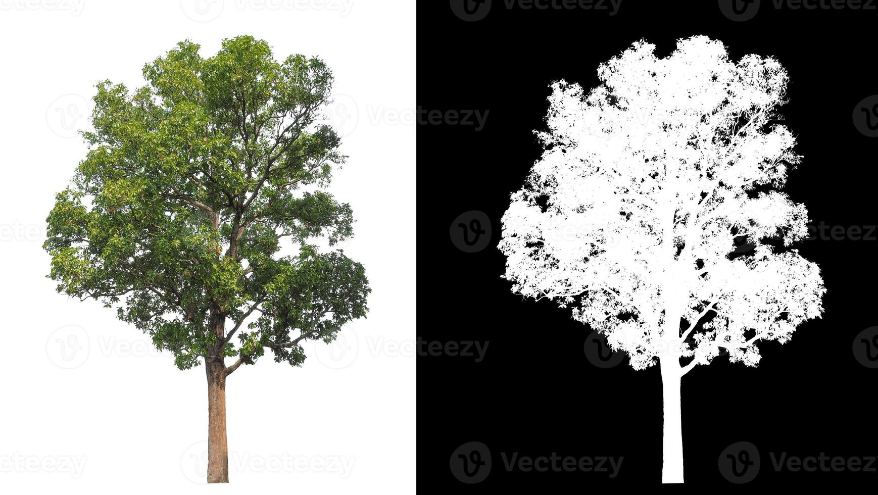 alberi quello siamo isolato su bianca sfondo siamo adatto per tutti e due stampa e ragnatela pagine foto