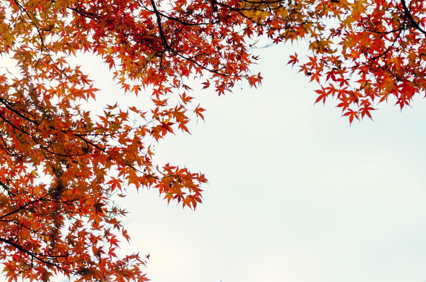 messa a fuoco e sfocato colorato acero le foglie albero con bianca sfondo nel autunno di Giappone. foto