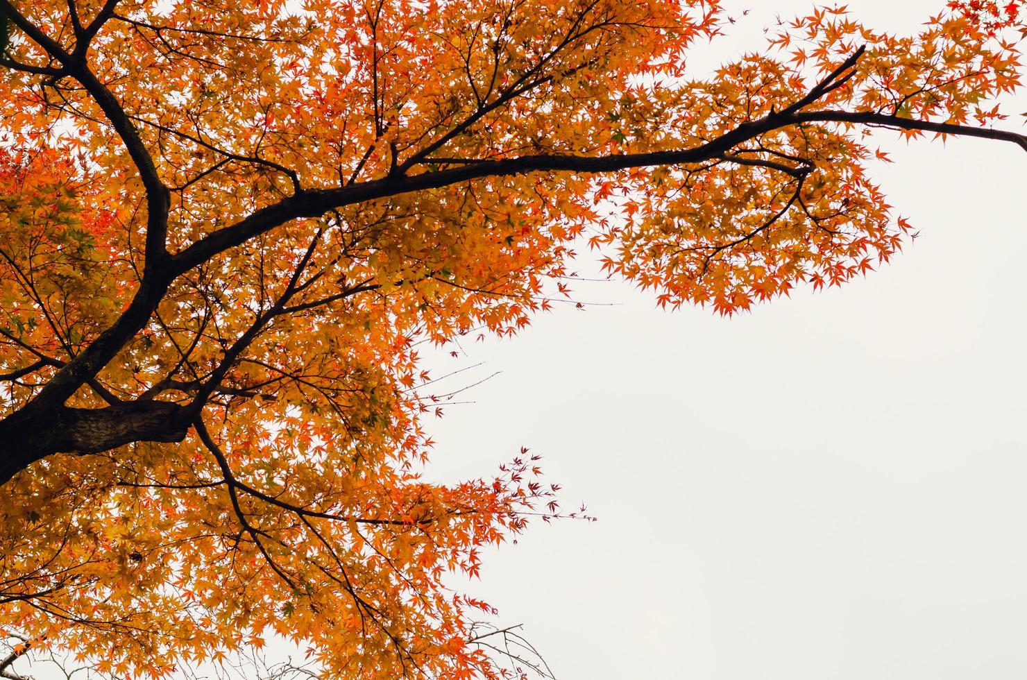 messa a fuoco e sfocato colorato acero le foglie albero con bianca sfondo nel autunno di Giappone. foto