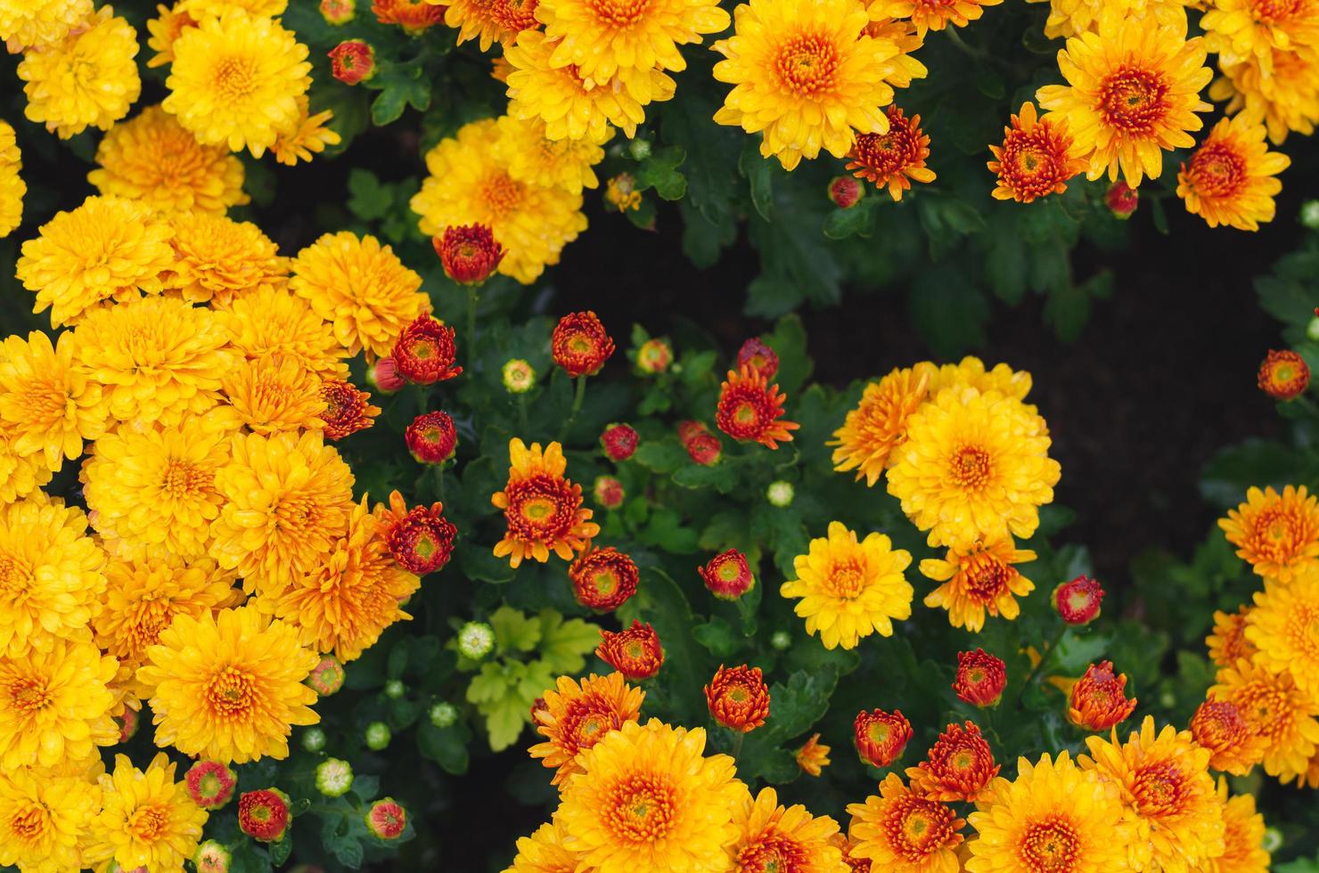 cespuglio di giallo crisantemo fiori per primavera stagione concetto. foto