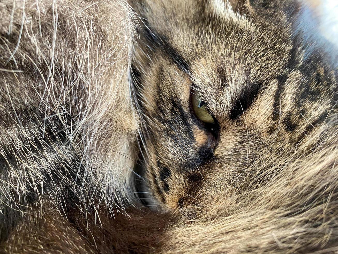 un' bellissimo soffice Marrone gatto dorme arricciato su con un Aperto occhio foto