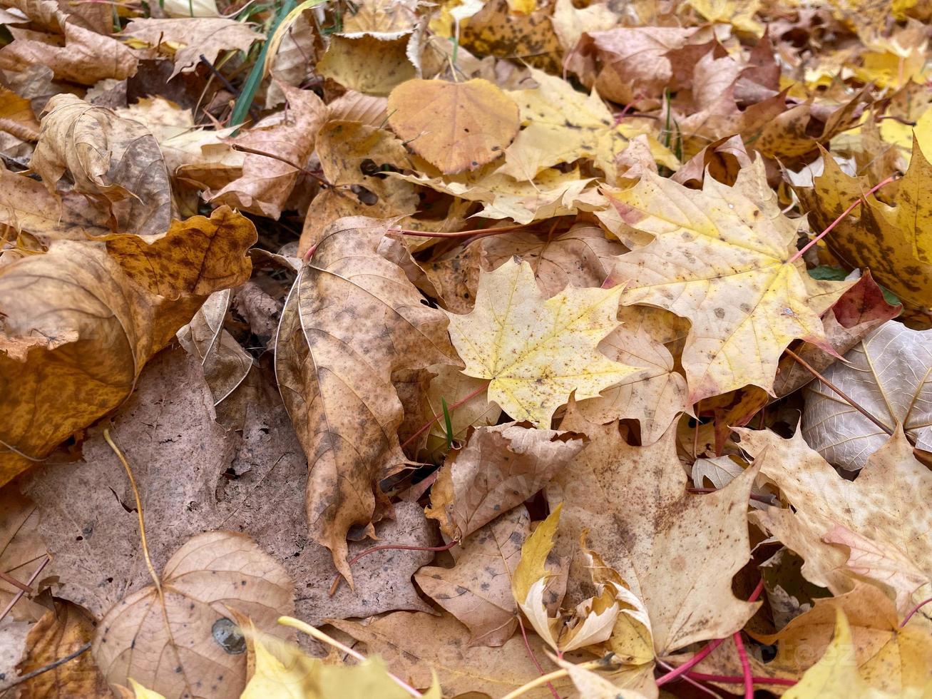 colorato sfondo di autunno le foglie foto