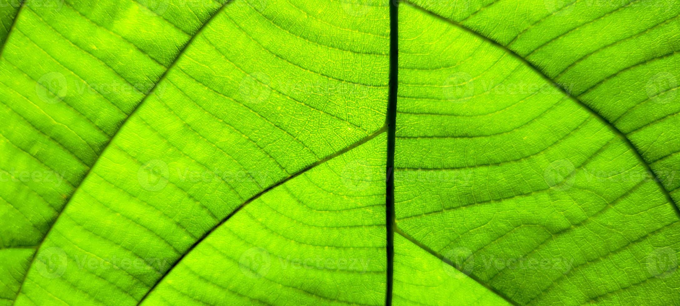 tropicale verde fogliame con astratto Linee foto