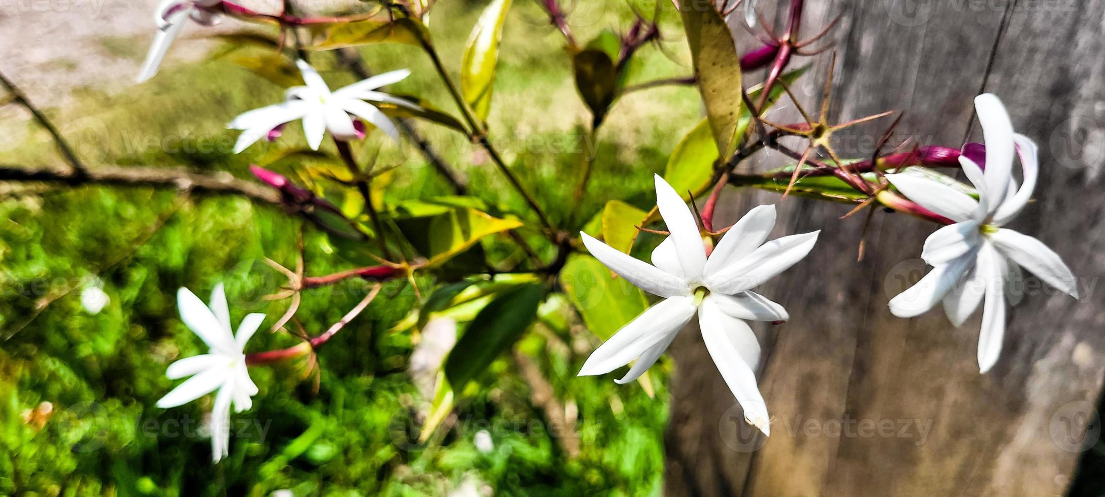 bianca fiore nel foresta pluviale nel parco foto