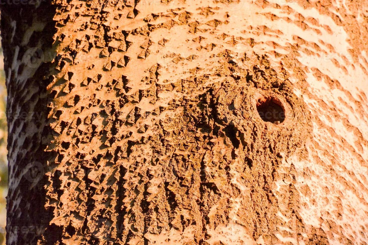 struttura di legno foto