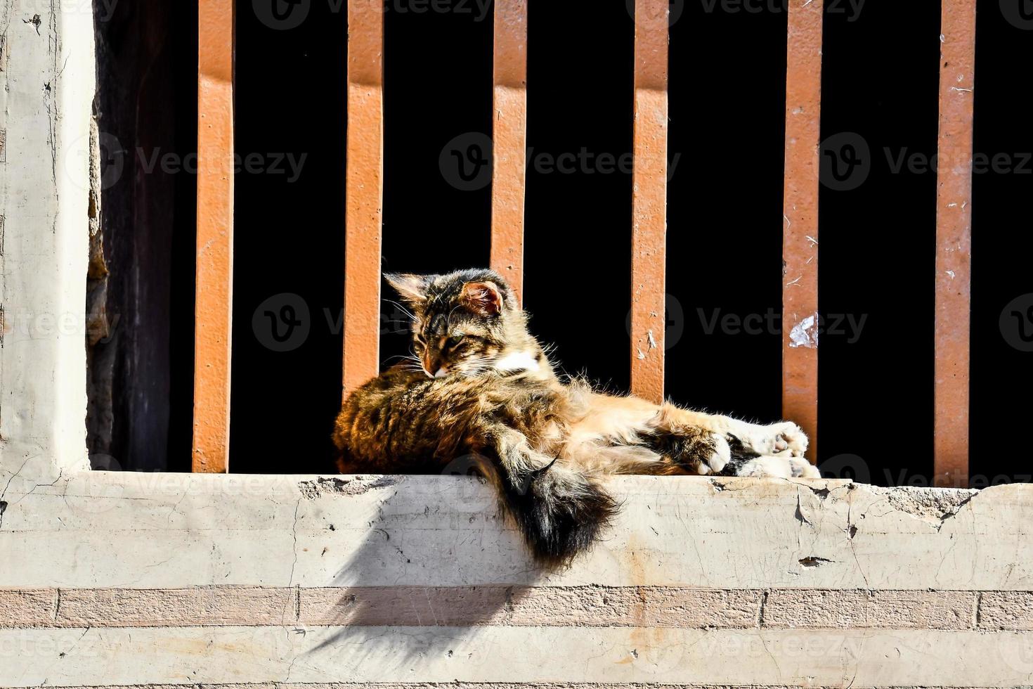 gatto sul davanzale foto