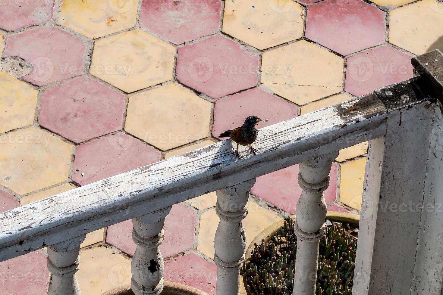 brid su ringhiera foto