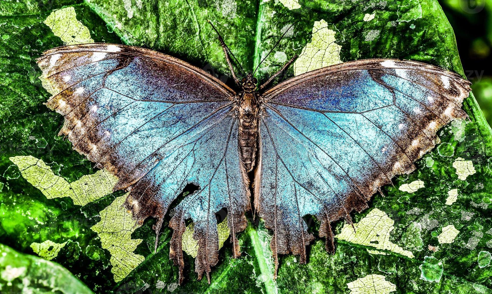 bellissimo farfalla nel costa rica foto