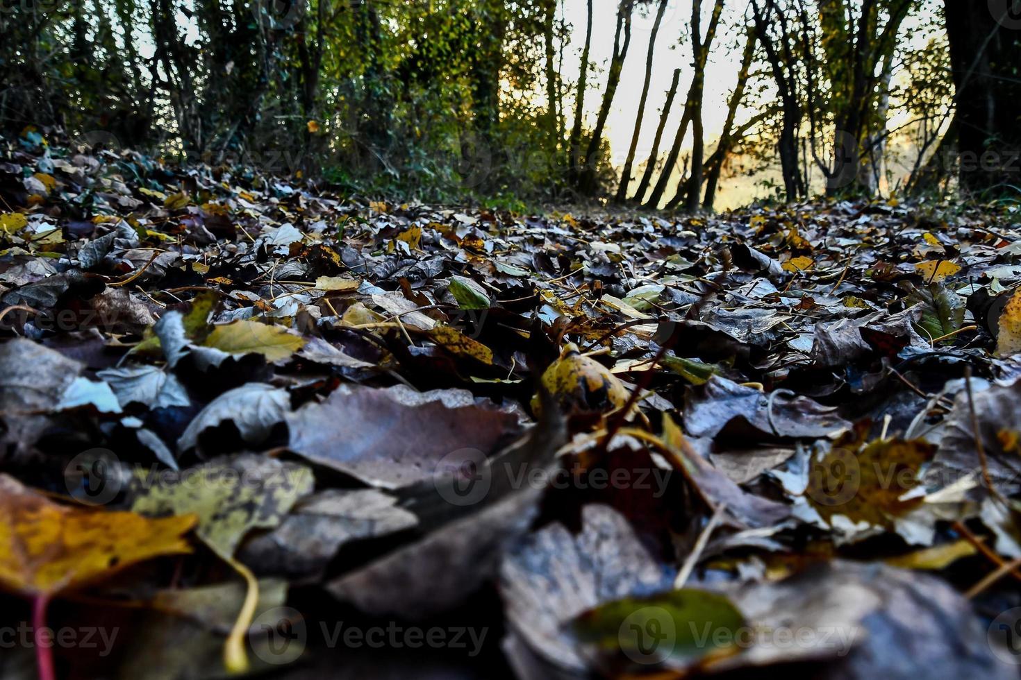 autunno le foglie nel foresta foto