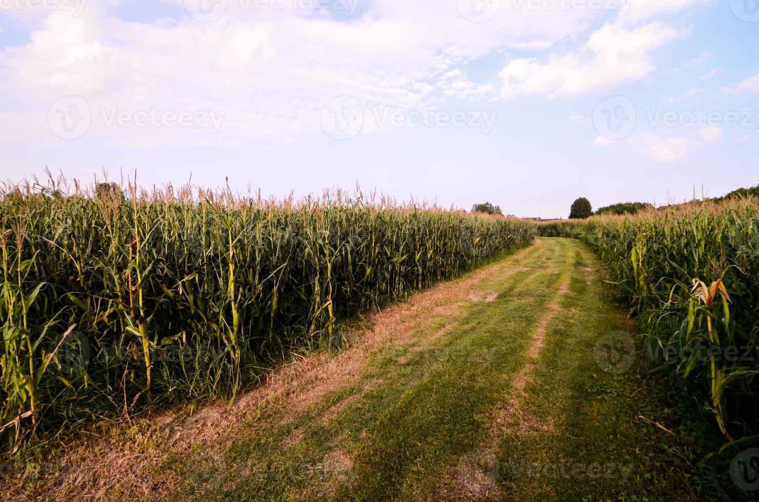 sentiero attraverso campo foto