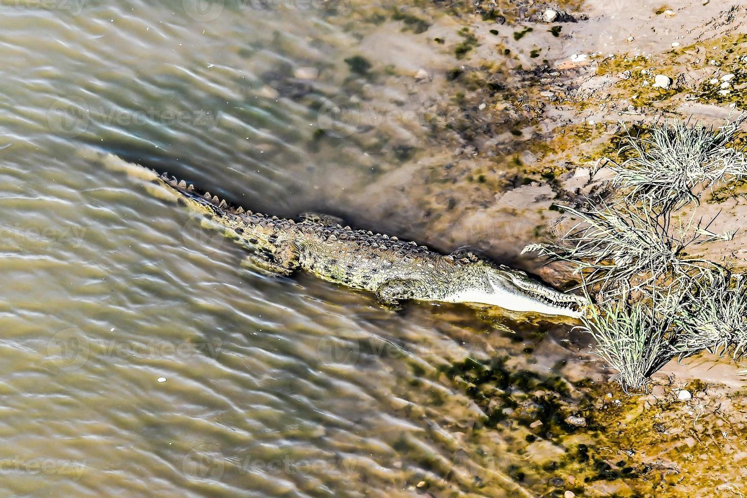 alligatore su il riva foto