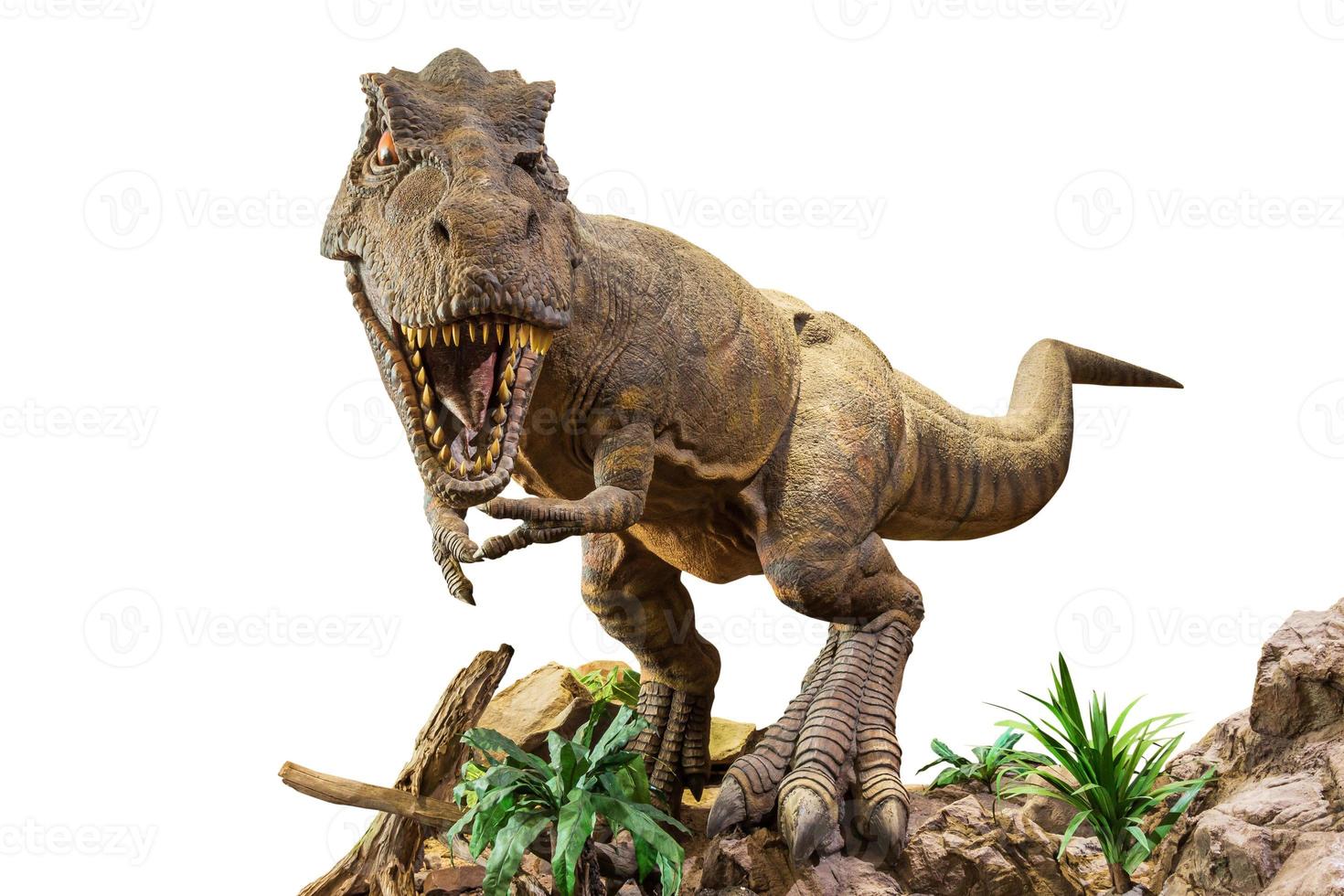 tirannosauro rex . t-rex è a piedi , ringhiando e Aperto bocca su roccia . bianca isolato sfondo . incorporato ritaglio percorsi . foto