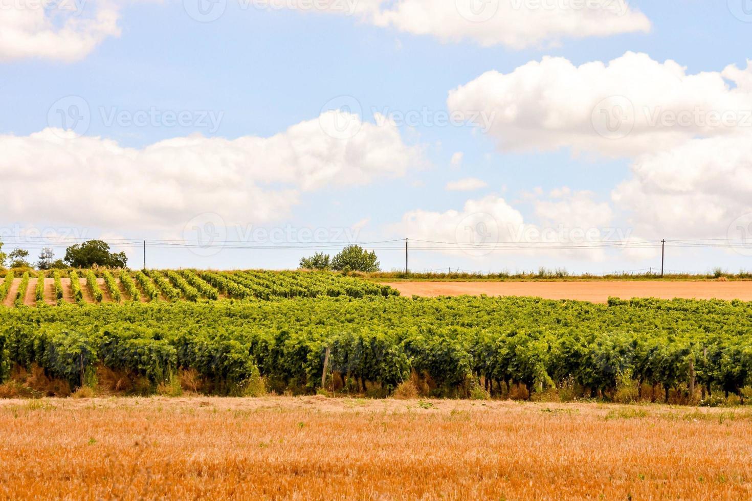 agricolo Ritaglia Visualizza foto