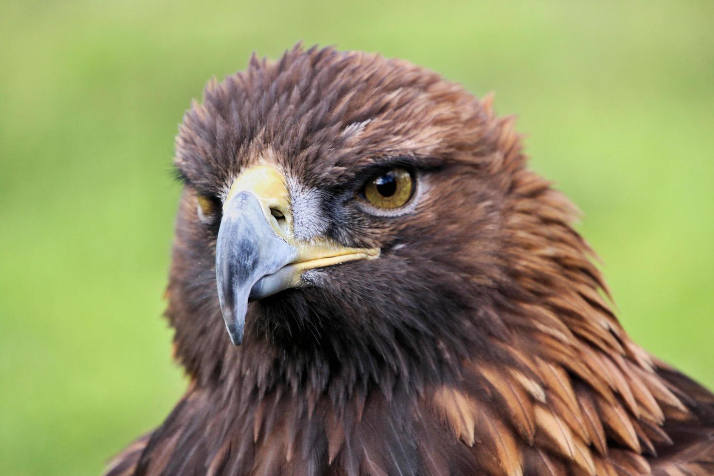 un' Visualizza di un' d'oro aquila foto