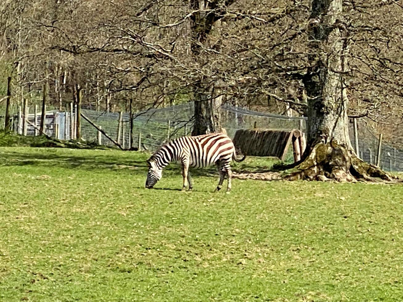 un' Visualizza di un' zebra foto