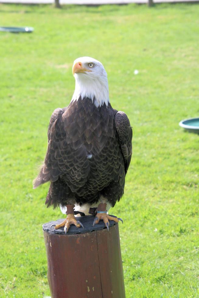 un' Visualizza di un americano Calvo aquila foto