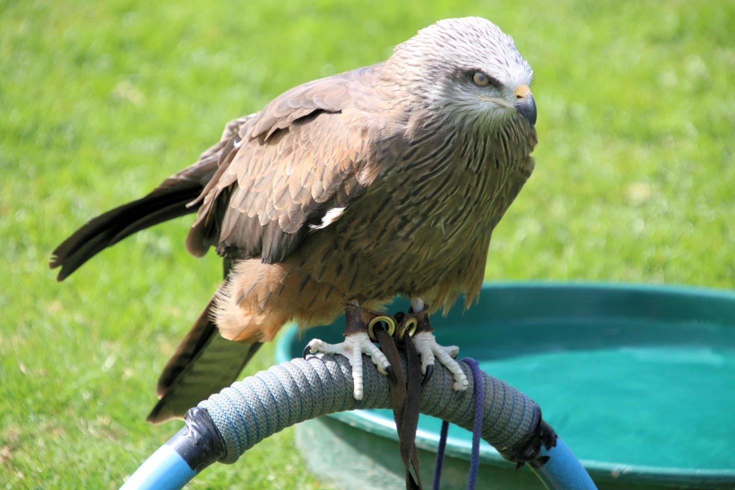 un' Visualizza di un' falco su un' inviare foto