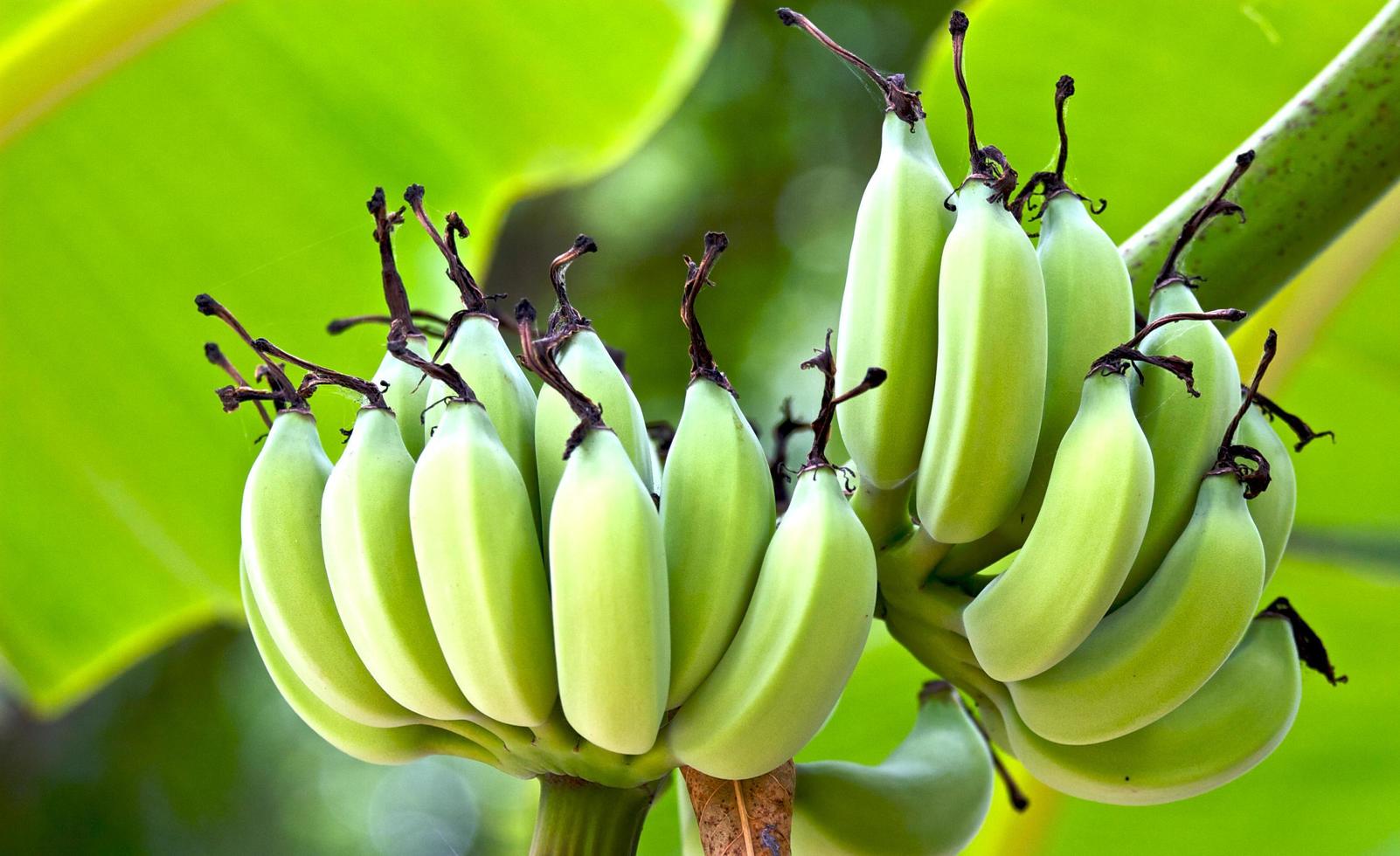 primo piano di una pianta di banana foto