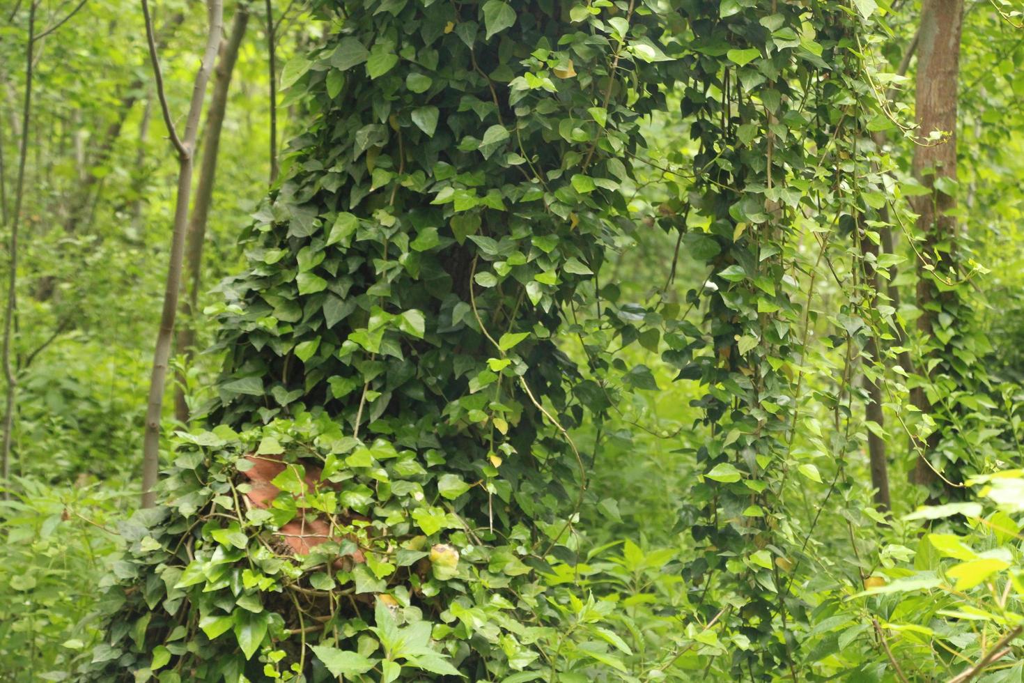 edera verde che cresce sugli alberi foto
