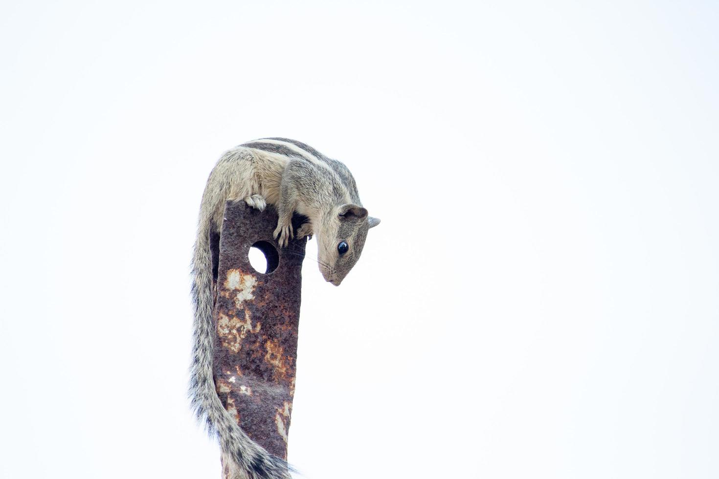 scoiattolo su un palo di metallo foto