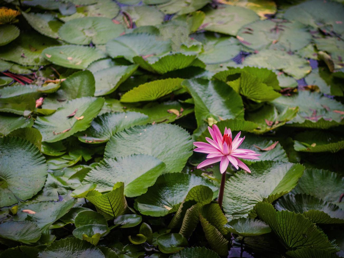 fiore di loto rosa durante il giorno foto