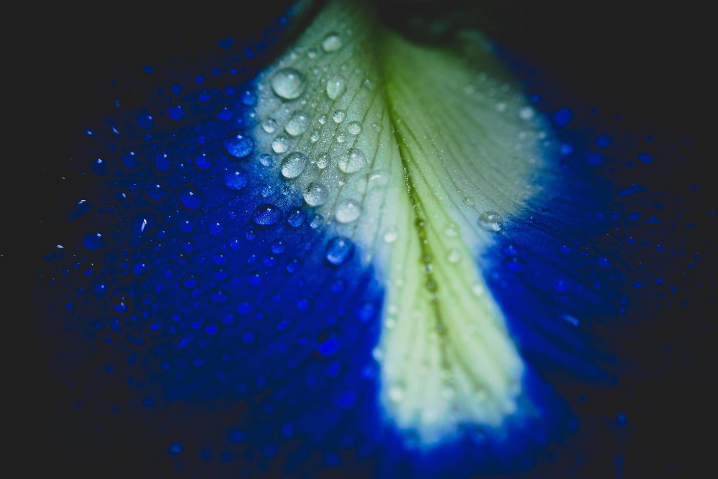 primo piano di un petalo blu e bianco foto