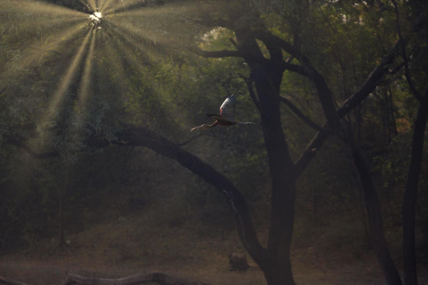 raggi del sole in una foresta oscura foto