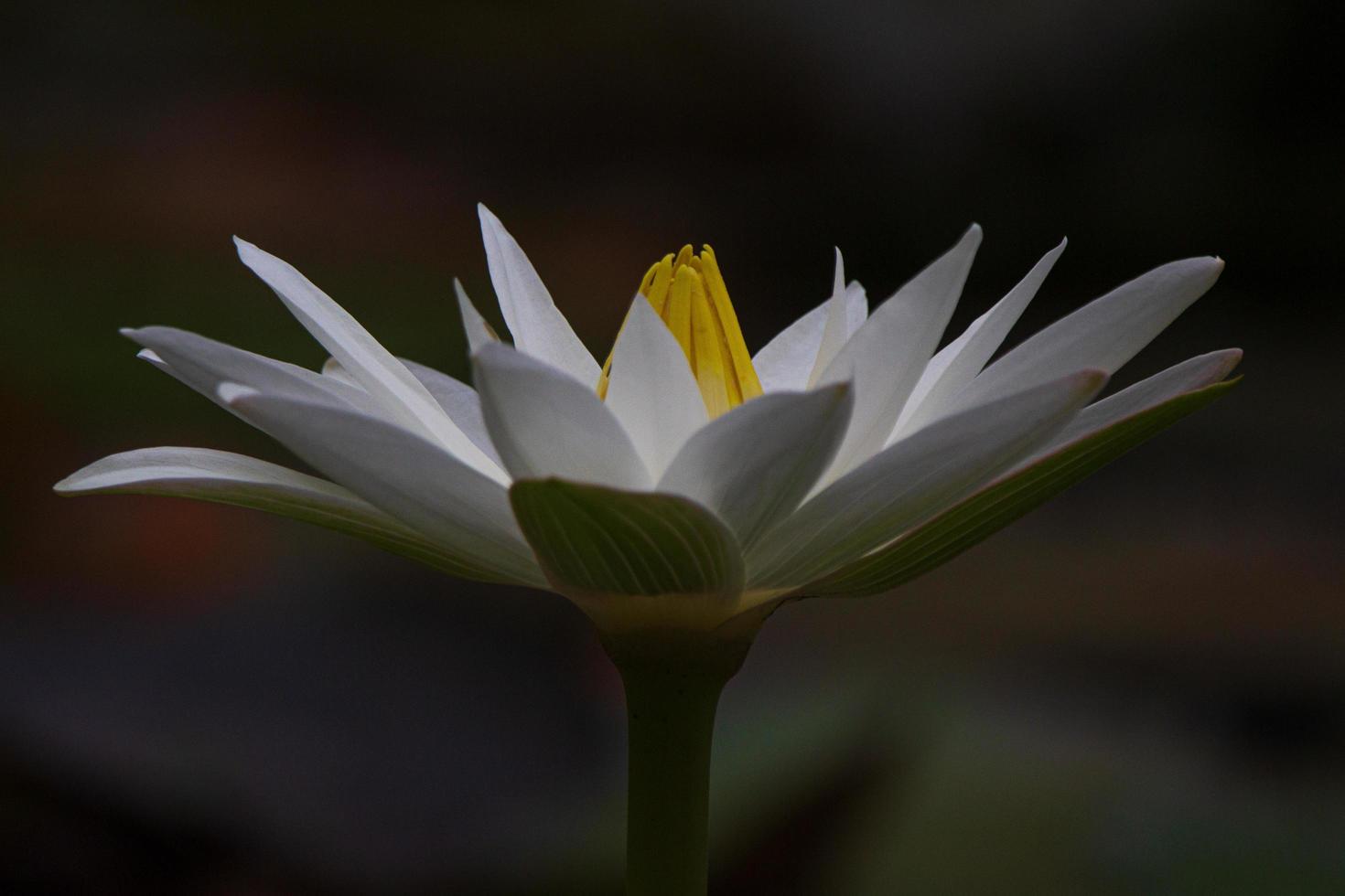 fiore di loto bianco di notte foto