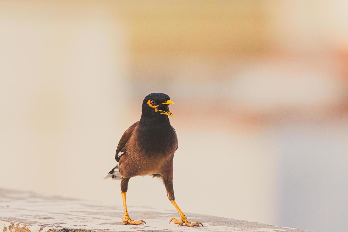 primo piano di un uccello marrone e nero foto