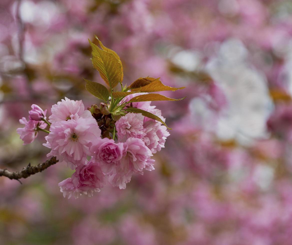 fiori di ciliegio in dettaglio foto