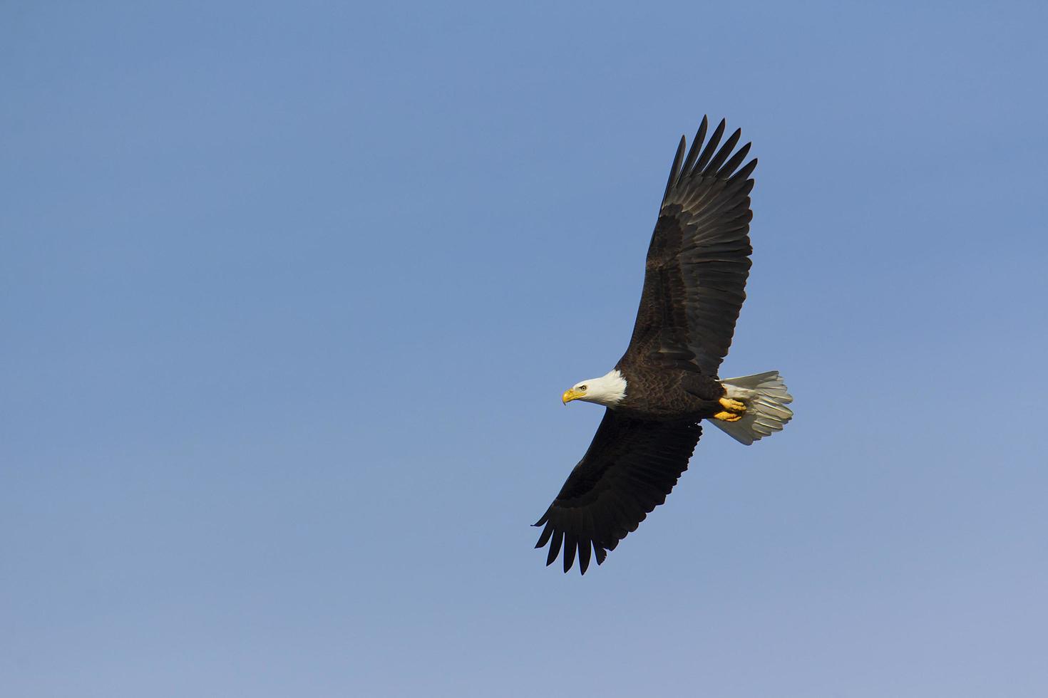 l'aquila calva adulta vola sopra la testa foto