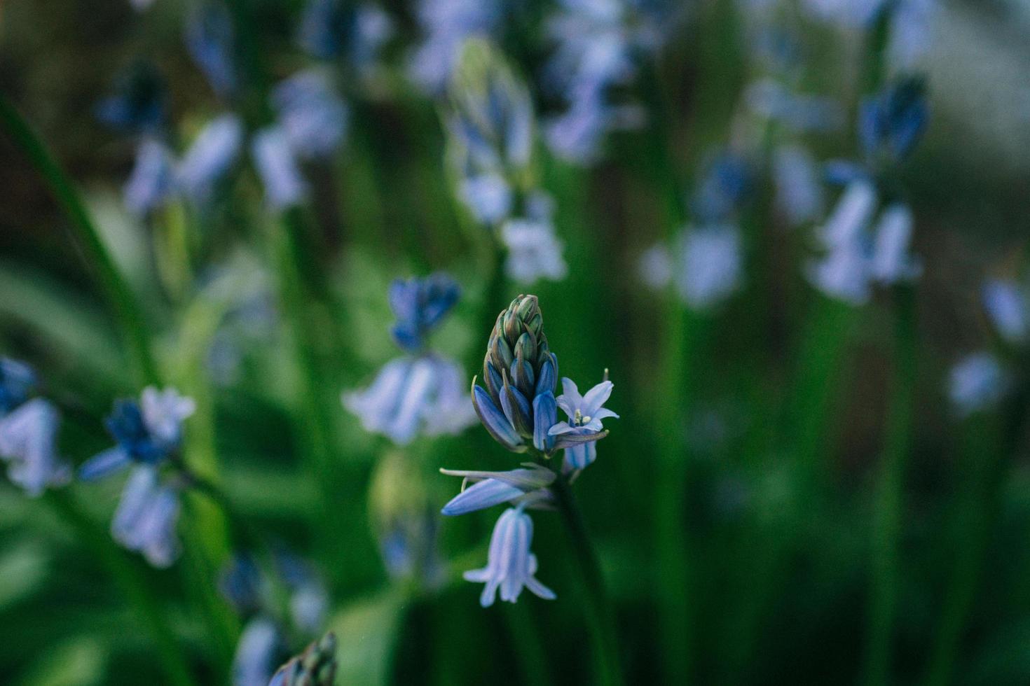 fiore blu che sboccia durante il giorno foto