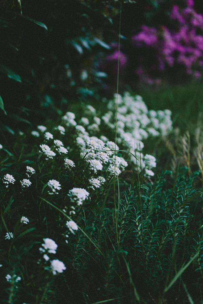 fiori bianchi nella lente tilt shift foto