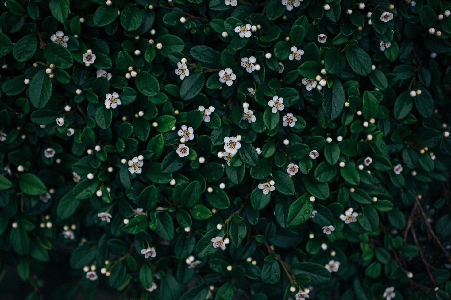 fiorellini bianchi con foglie verdi foto