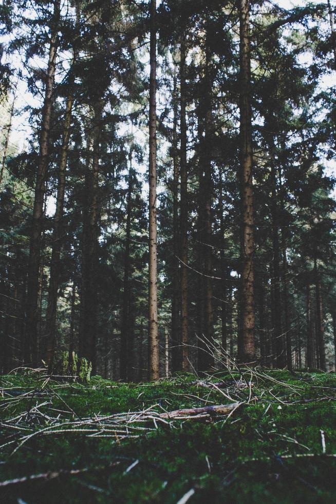 alberi ad alto fusto ed erba verde foto