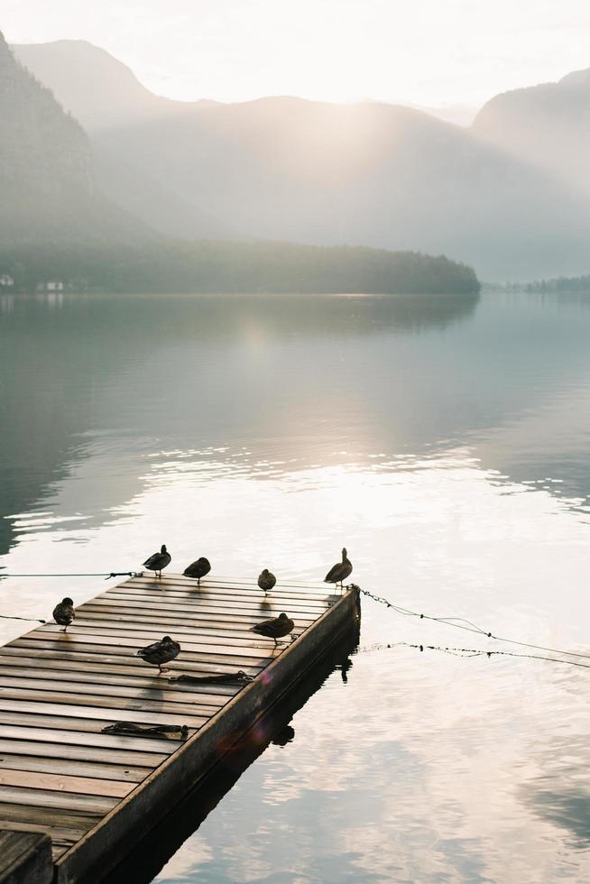 uccelli su un molo su un lago foto