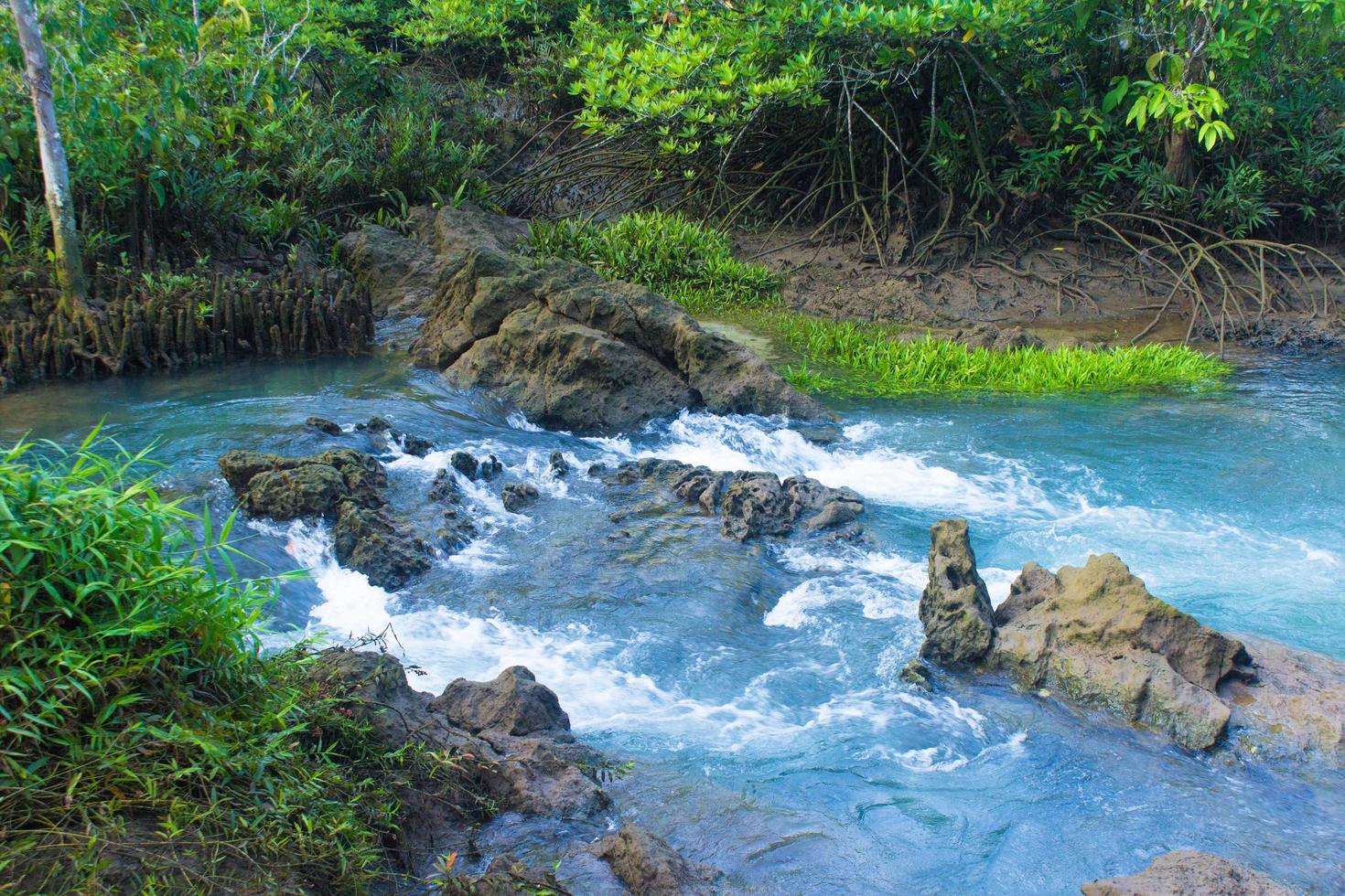 foresta e un fiume foto